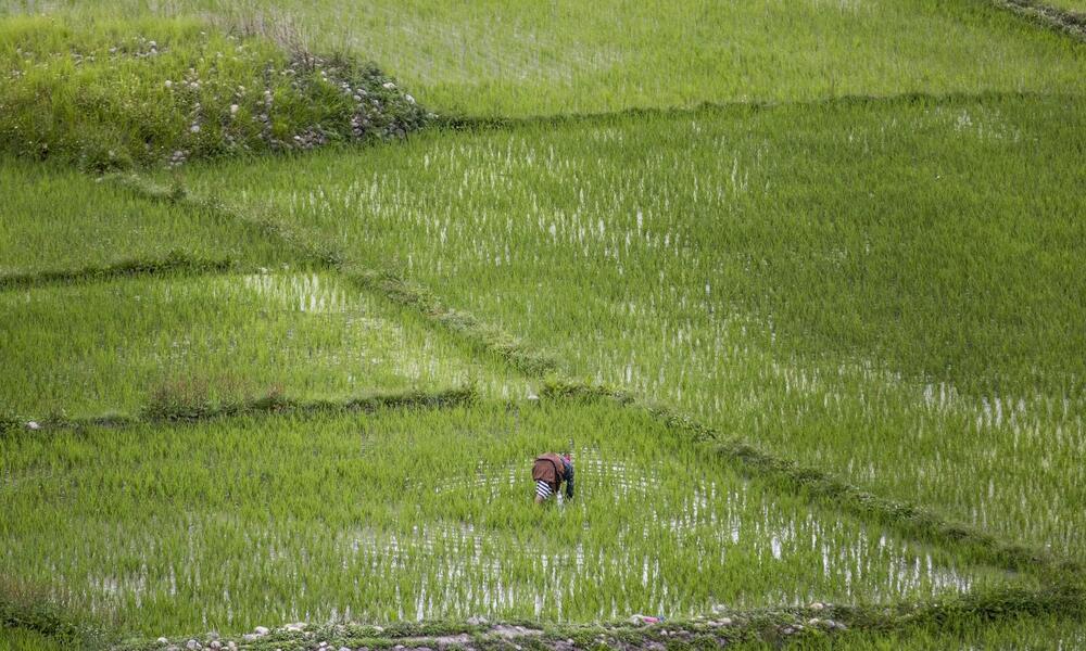 A farmer planting rice in a padi field, Paro, Bhutan