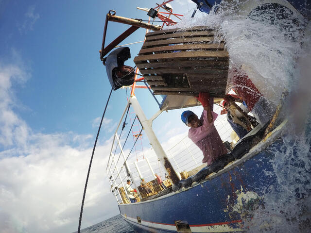 A fisherman grimaces as he leans off a boat to pull a lobster trap that has been lifted out of the water