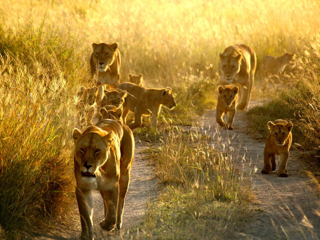 A pride of lions walking through Serengeti National Park