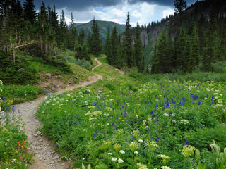 Colorado landscape with mountains and flowers