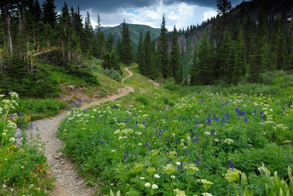 Colorado landscape with mountains and flowers