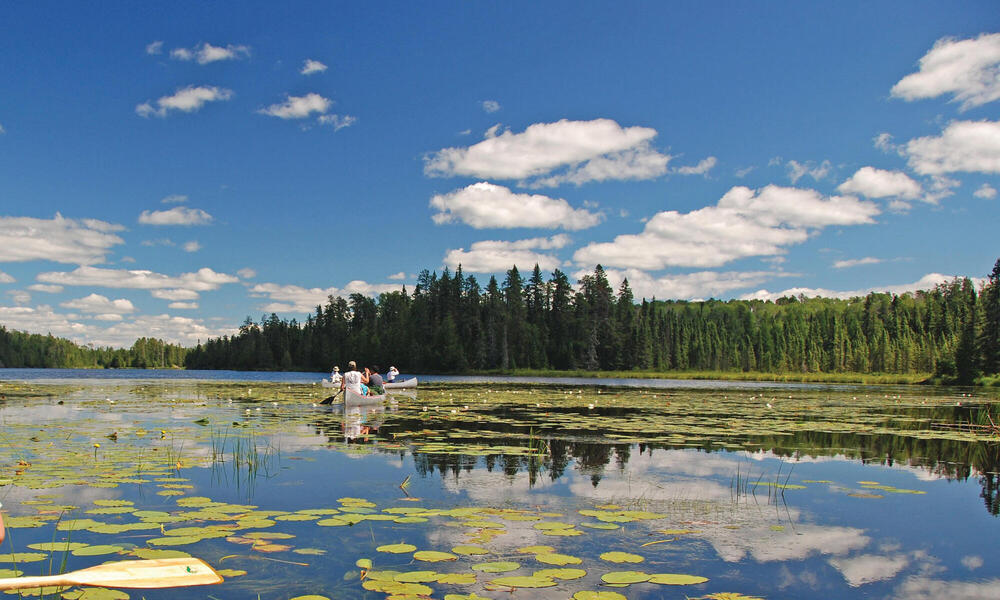 Lily pads on pond