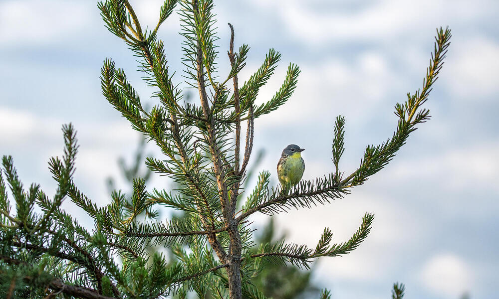 Yellow breasted bird on conifer
