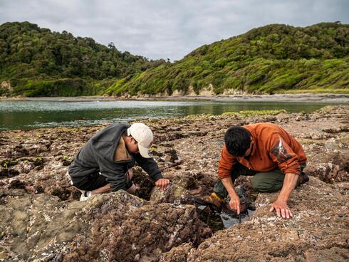 Adán and Damián Gueicha search a coastal Algae meadow for abalones and sea snails on Chile's Guafo Island