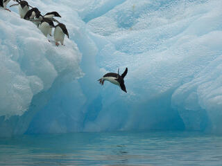 Adelie penguins diving off an iceberg
