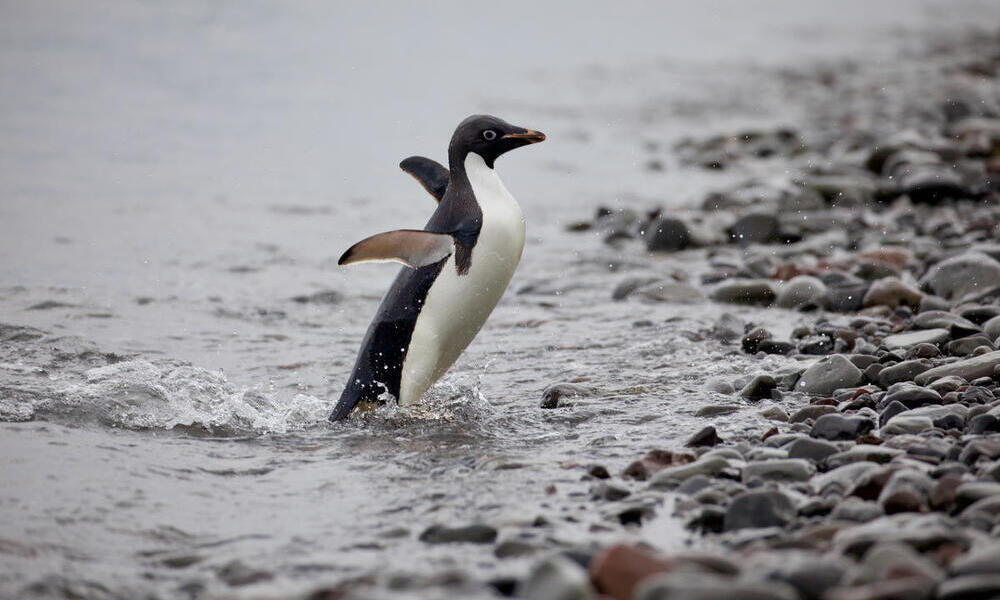 Adelie penguin coming back to shore 