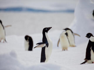 Adelie penguin flaps its wings