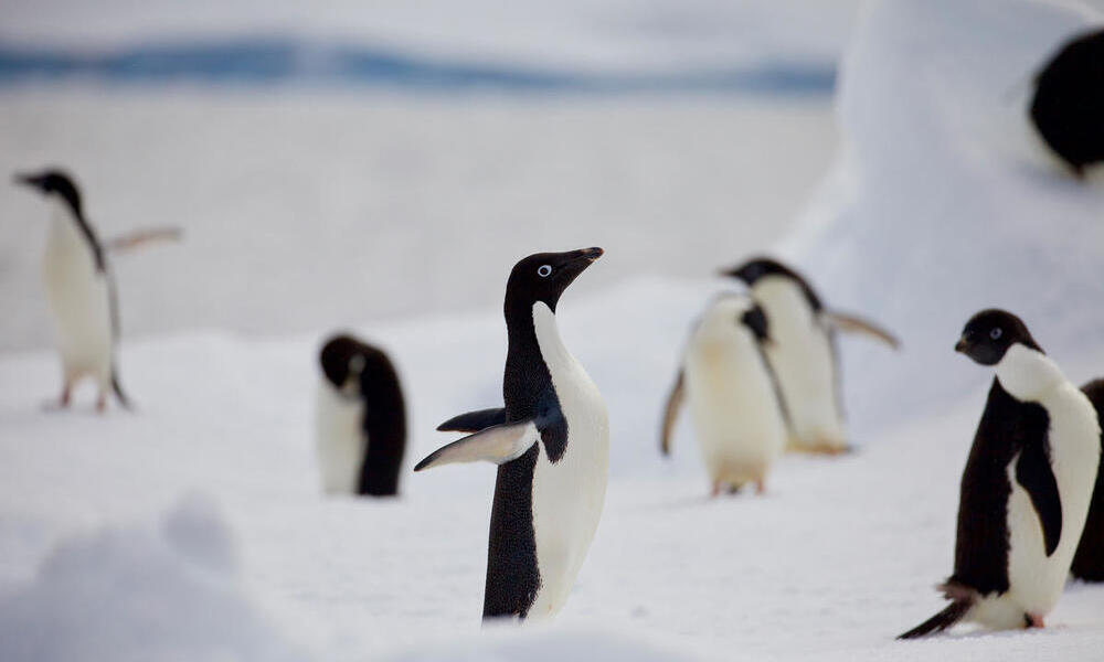 Adelie penguin flaps its wings