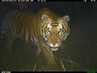 Adult tiger camera trap