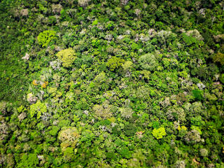 aerial view of the amazon rainforest