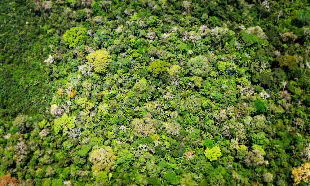 aerial view of the amazon rainforest