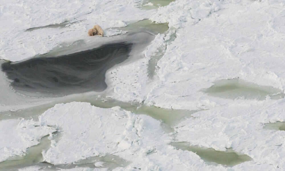 Aerial view of sparring polar bears