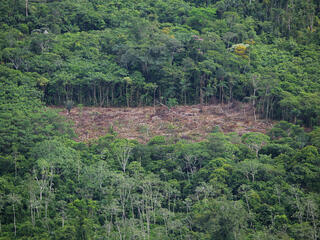 Aerial view of a lush green forest with a stark deforested patch in the middle.