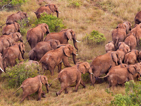 Aerial view of African elephants