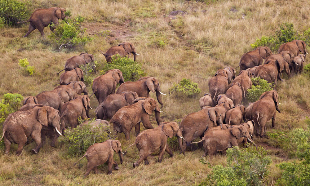 Aerial view of African elephant (Loxodonta africana) in Kenya.Dist. Sub-Saharan Africa. 