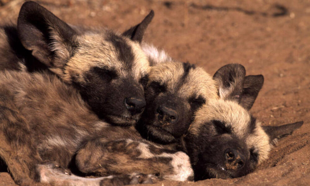 WWF's Work to Protect Wild Dogs in Namibia | Pages | WWF