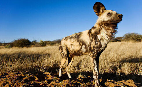 African wild dog, Sub-Saharan Africa