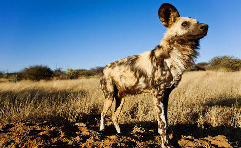 Endangered Wild Dogs Rely on Diverse Habitat to Survive Around