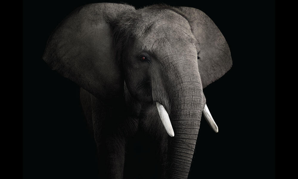 African Elephant #2 by Brad Wilson