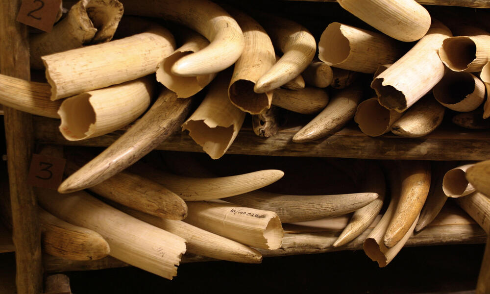 African Elephant Confiscating Conflict ivory