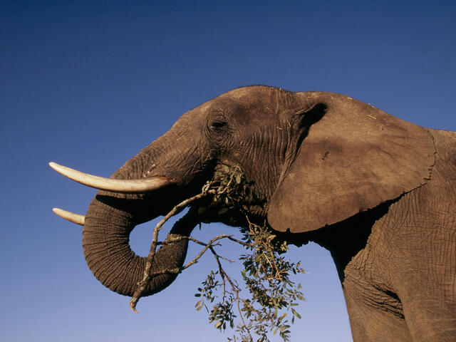 African elephant browsing on bush