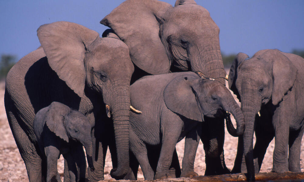african elephant why they matter