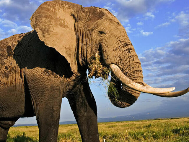 African Elephant