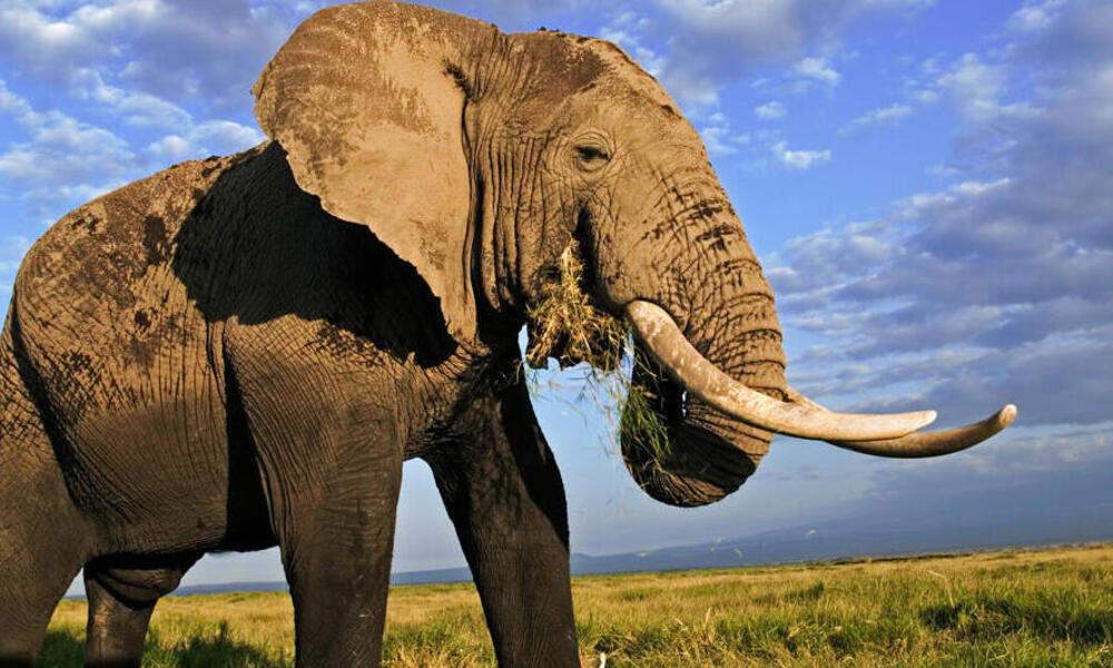 Elefante | Historias | Descubre WWF