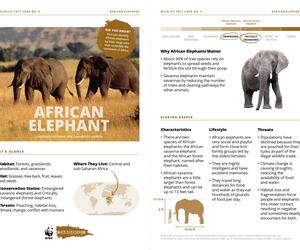 African Elephant Species Card