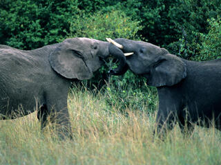 Two male African elephants (Loxodonta africana) with locked trunks. Kenya.