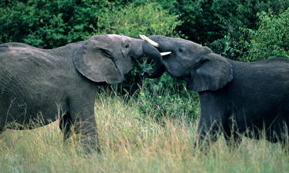 Donate now and you could help save African elephants