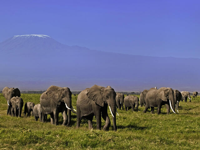 African elephant (Loxodonta africana), herd with Kilimanjaro mountain in the background.