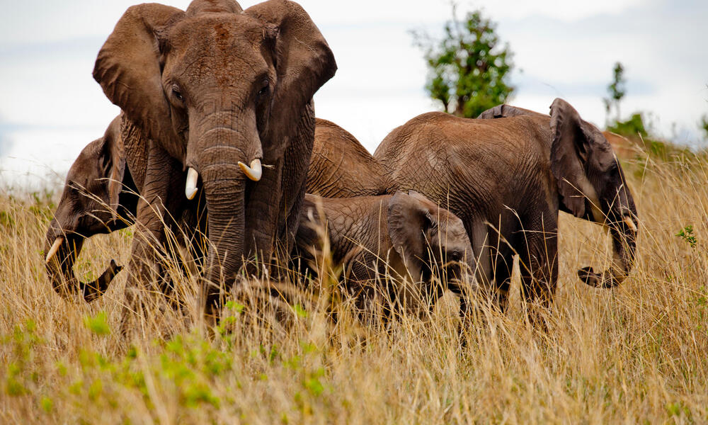 African elephants stand in tall grass