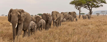 Elephants walking in a line