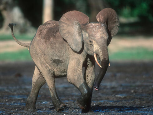 Loxodonta africana cyclotis, Forest elephant (young)