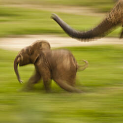 African Forest Elephant calf with mother running
