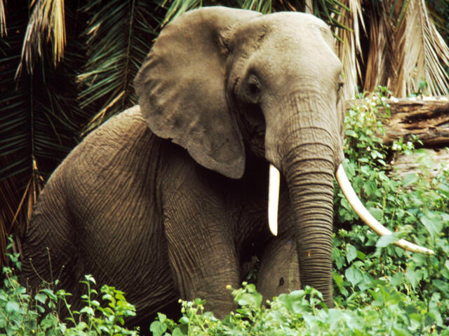 African savanna elephant | Species | WWF