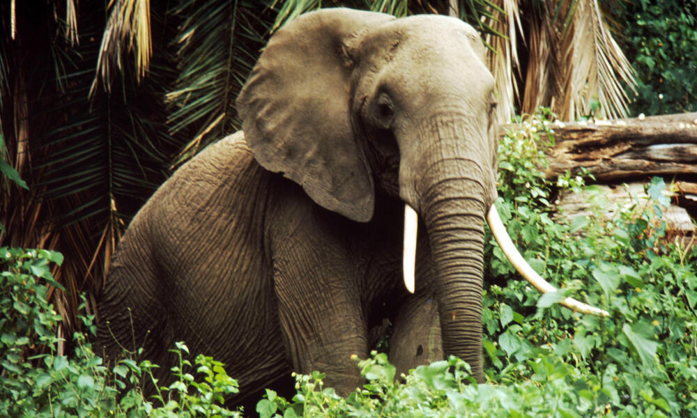 Describe the Main Biome Where Elephants Are Located