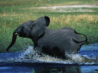African savanna elephant running