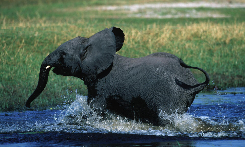 African savanna elephant running