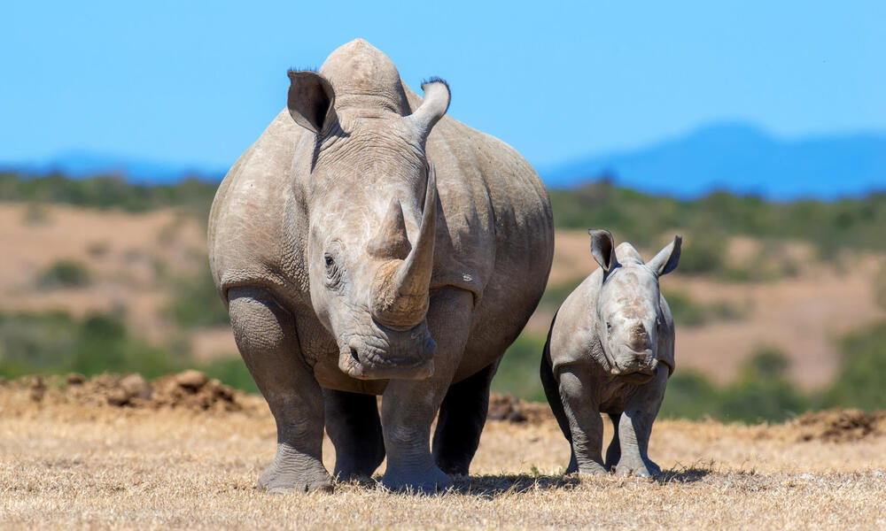 African white rhino (Ceratotherium simum), mother and calf. National park of Kenya.