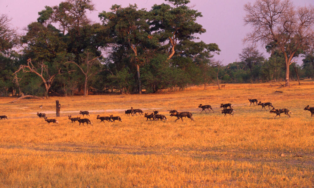 african wild dog habitat maps