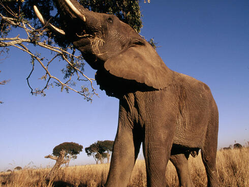 image of African forest elephant bull with large tusks 