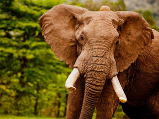 African elephant portrait