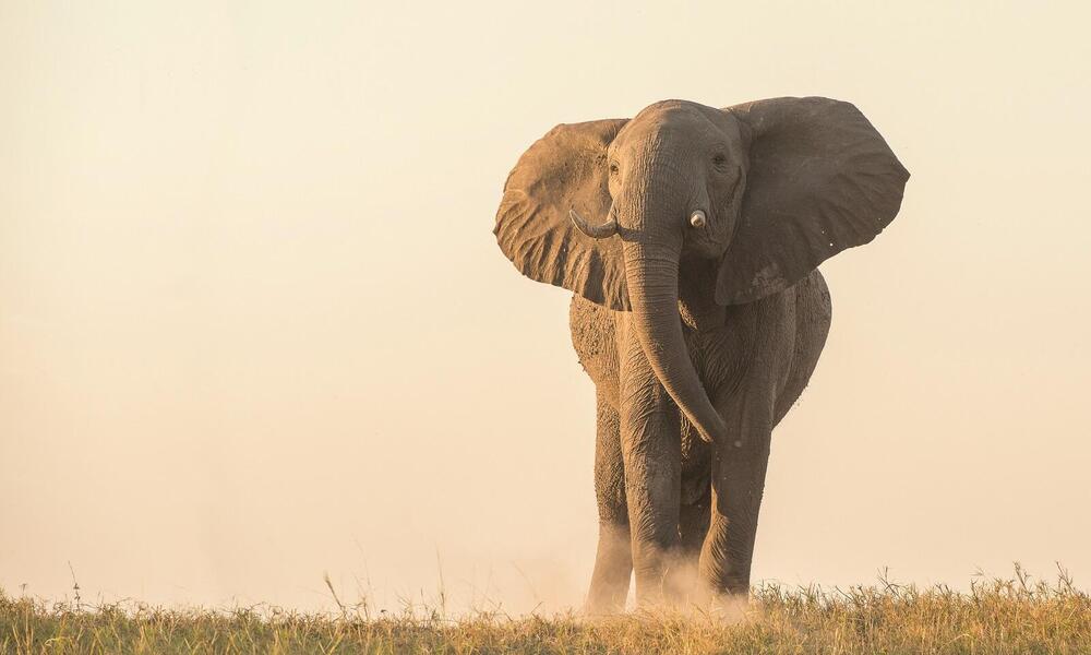 African elephant at dusk