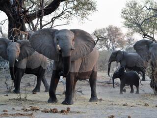 African Bush Elephant (Loxodonta africana) in Linyanti Reserve, Botswana