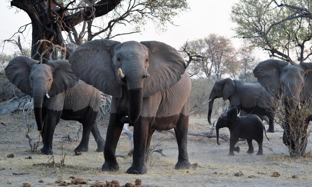 African Bush Elephant (Loxodonta africana) in Linyanti Reserve, Botswana