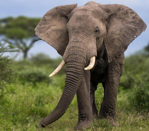 Elephant On White Background Side View High-Res Stock Photo - Getty Images