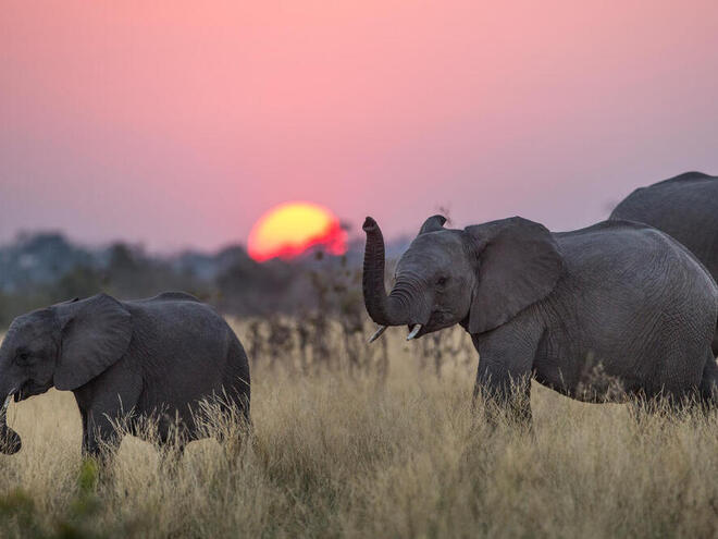 African elephants (Loxodonta africana) in the Mudumu National Park in the Zambezi Region of Namibia