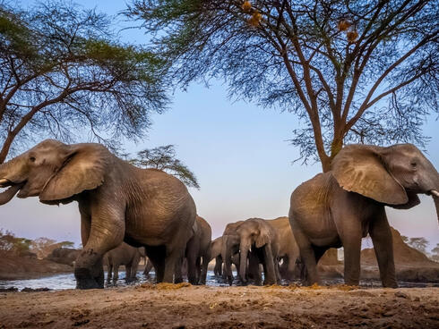 Elephants drink at a waterhole